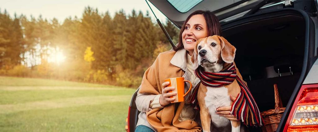 Do Car Rental Agencies Permit You to Bring Your Dogs on Board